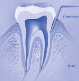 Image of Tooth Anatomy